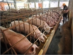 22 ngàn/kg thịt lợn: Giá sẽ còn giảm nữa