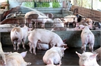 Trung Quốc chưa đồng ý nhập khẩu thịt lợn của Việt Nam