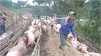 Trung Quốc mua gom thịt lợn: 
