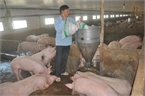 Khủng hoảng thịt lợn: Gửi 