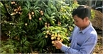 Kỷ lục 10 năm: Vải thiều Bắc Giang mất mùa, giá tăng mạnh