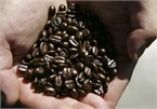 Giá cà phê hôm nay 20/8: Cà phê Arabica chạm mức thấp nhất từ 2013