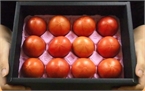 Biếu sếp quả cà chua Hoàng gia Nhật: Đắt nhất thế giới, 1,6 triệu/kg