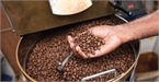 Giá cà phê hôm nay 19/9: Xuống dưới 32.000 đồng/kg