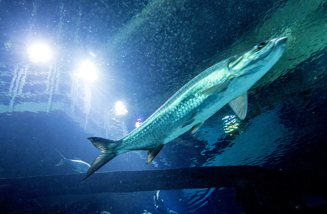 lightning box video slots